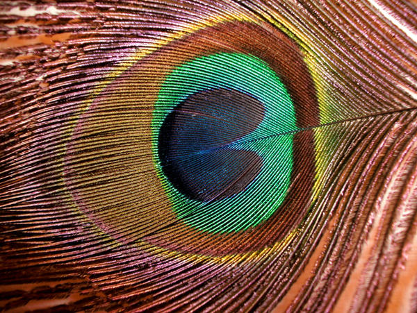 Peacock Feather-2