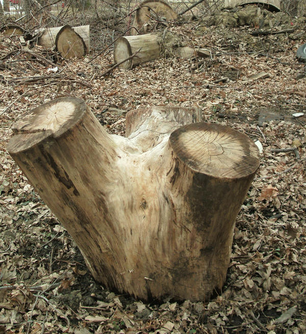 Tree Stump-2