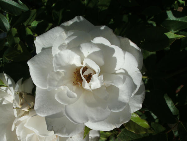 White Rose-2