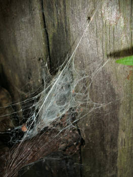 Spider Web