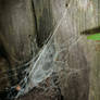 Spider Web