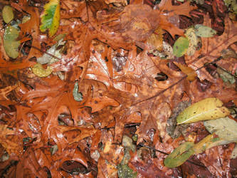 Wet Fall Leaves
