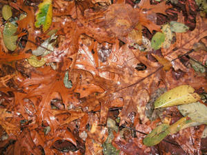 Wet Fall Leaves