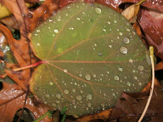 Raindrops on Leaf