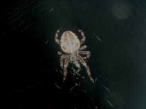 Door Spider