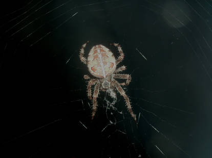 Door Spider