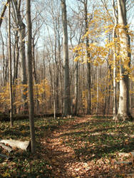 Fall Woods-1