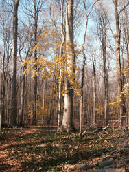 Fall Woods-2