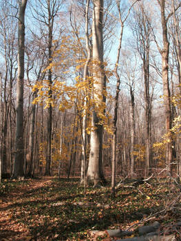 Fall Woods-2