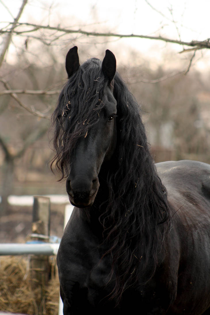 Серо черная лошадь. Фризская лошадь. Фризская порода лошадей Вороная. Фризская лошадь грива.