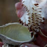 Milkweed