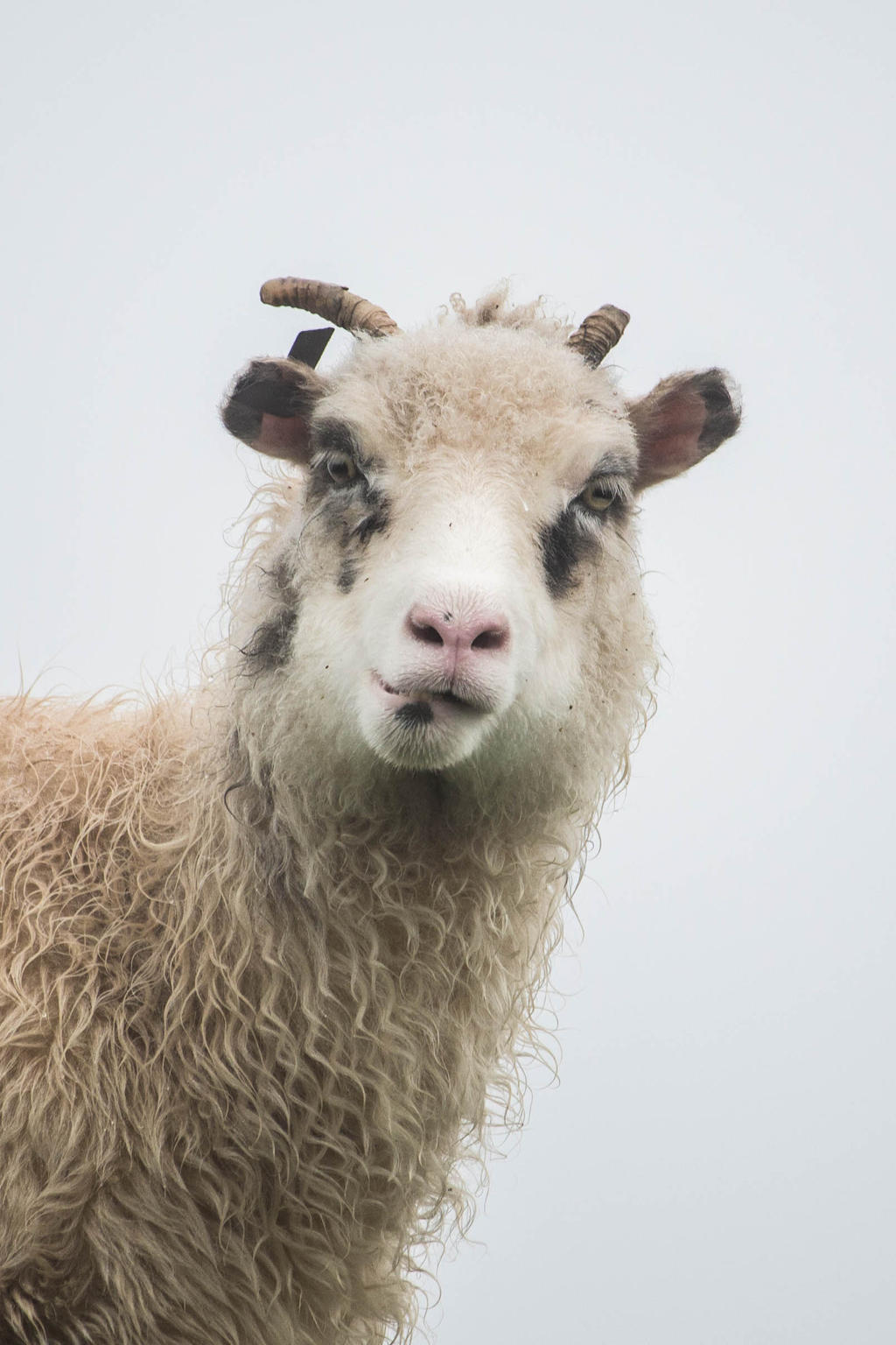 Looking Sheepy by Lilleninja on DeviantArt