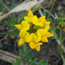 Bird's Foot Trefoil