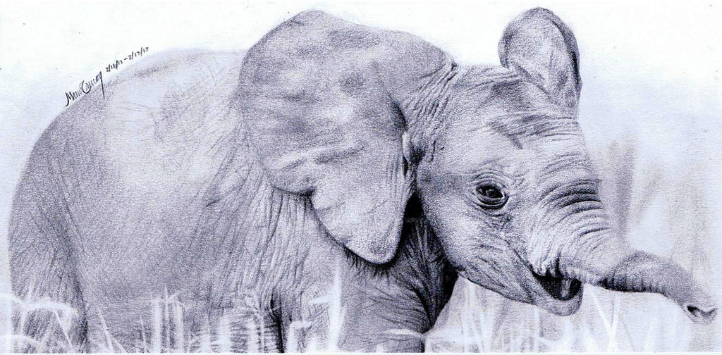 Baby Elephant