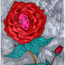 Alice in Wonderland Rose