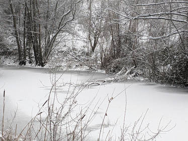 Winter mood in the Black Forest (2)