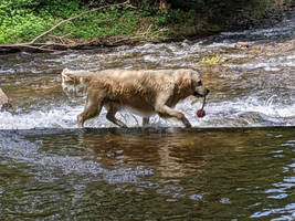 Winni ... the one who walks on the water