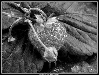 Strawberry - macro