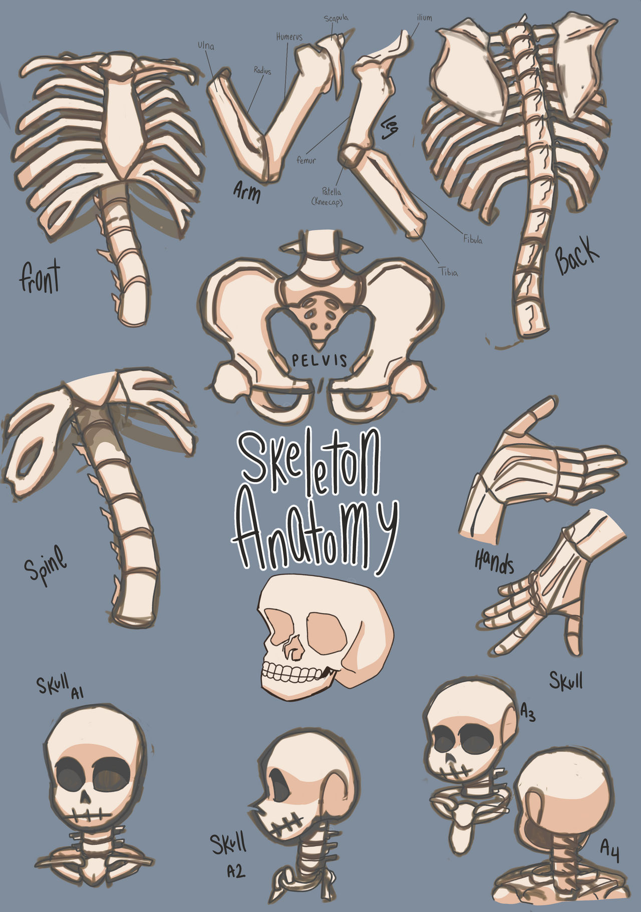 Stylized skeleton anatomy practice by weirdest0username on DeviantArt