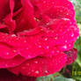 Rain Rose 19