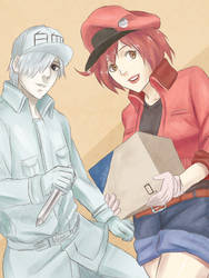 Cells at Work (White and Red Blood Cell)