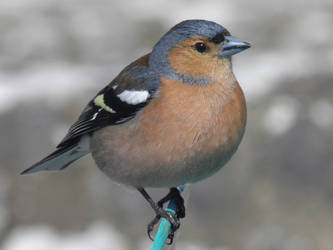 Male Chaffinch