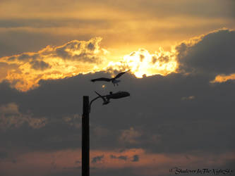 Seagull In The Sunset