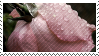 Pink Flower Droplet stamp