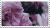 rose stamp