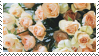 Cream Roses stamp by catstam