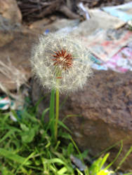 Dandelion