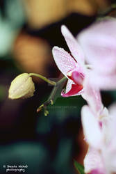 phalaenopsis-2