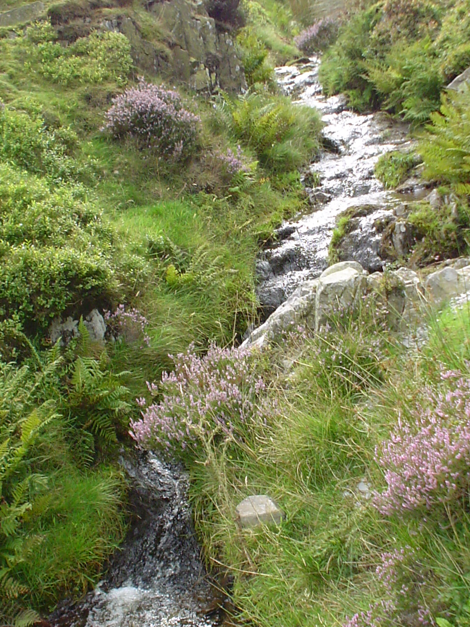 Stream trickling past heather