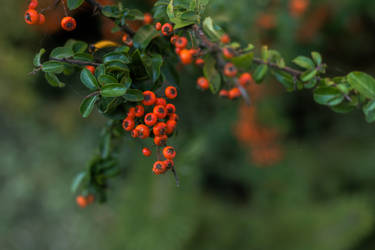 Orange berries