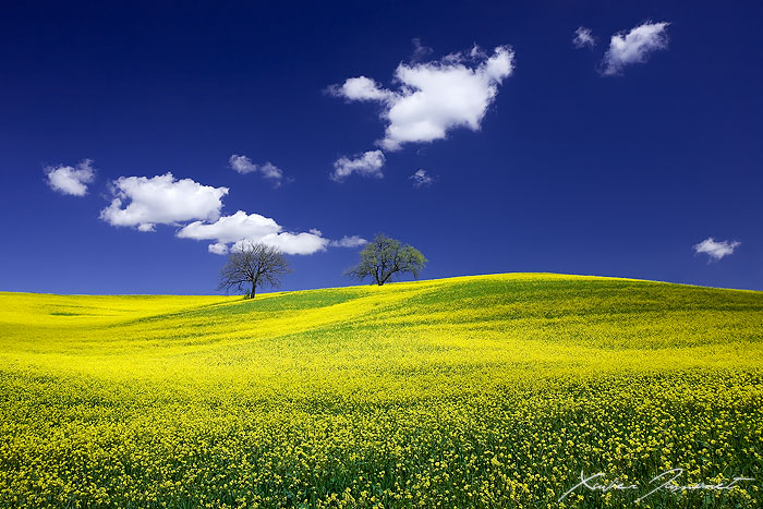 Yellow and Blue