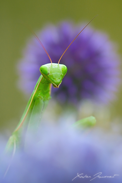 Mantis religiosa