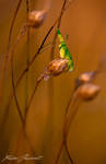 Suspended... by XavierJamonet