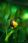 Lady's slipper by XavierJamonet