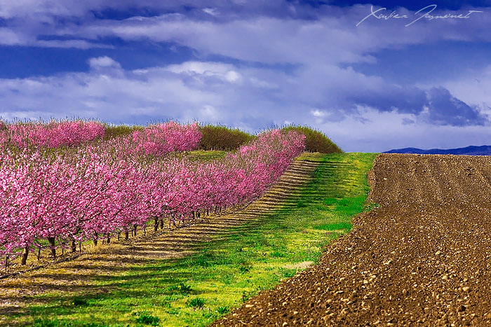 Flowers of March