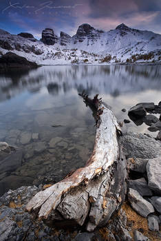 Dead tree on Allos Lake