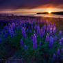 Lupins Sunset