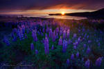 Lupins Sunset by XavierJamonet