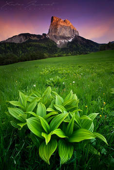 Alpenglow over Mount Aiguille