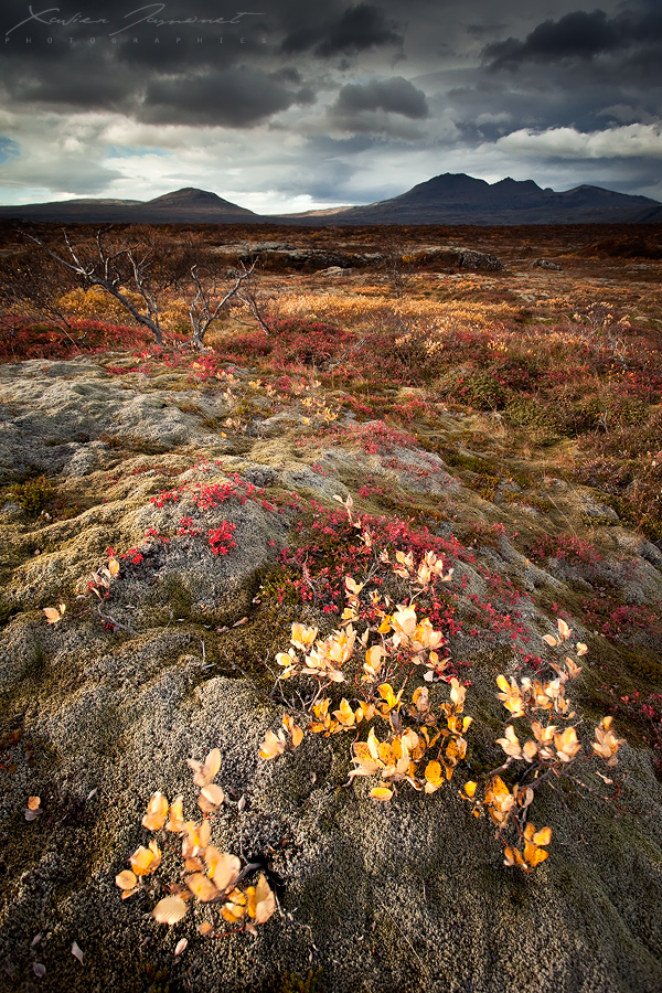 Colors at Thingvellir