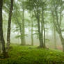 Misty Forest