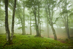 Misty Forest