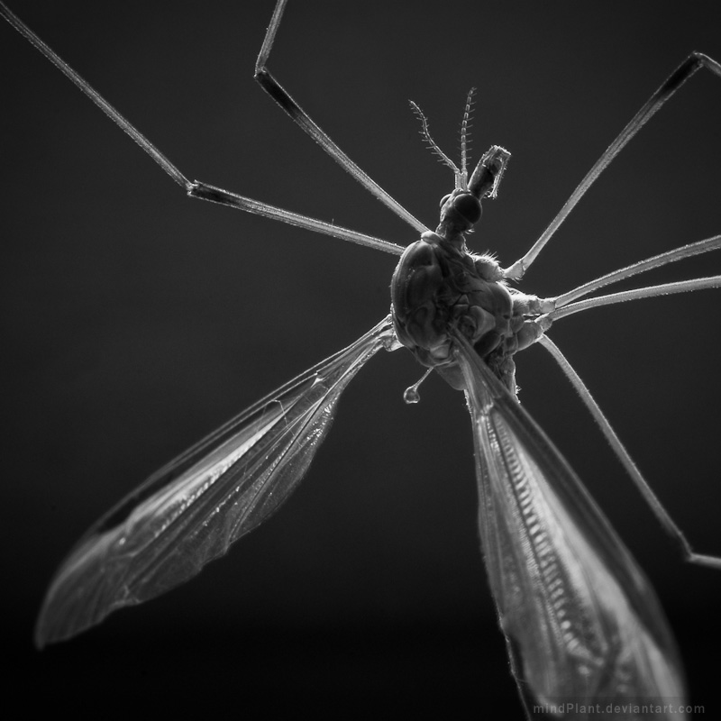 Cranefly May 2009 No.2