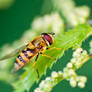 Hoverfly No. 1