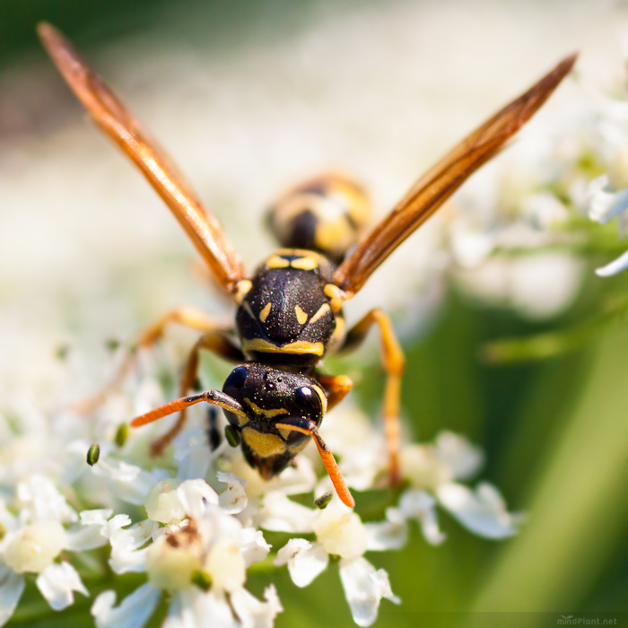 Polistes nimpha No.3