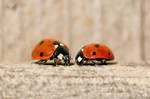 More Ladybugs by mindPlant